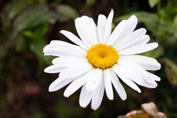 Obraz premium Flor para el día de la madre con pétalos delgados y blancos