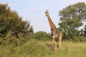 Giraffe / Giraffe / Giraffa camelopardalis