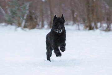 Active black Giant Schnauzer dog with cropped ears running fast on a snow in winter