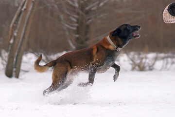 Belgian Shepherd dog Malinois attacking a special biting sleeve during the protection training time outdoors in winter