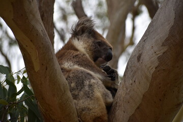 Un koala sur Kangaroo Island ou île Kangourou Grande Baie australienne (océan Indien) AUSTRALIE 