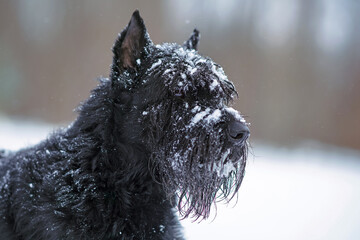 The portrait of a cute black Giant Schnauzer dog with cropped ears posing outdoors in winter with a snowy muzzle