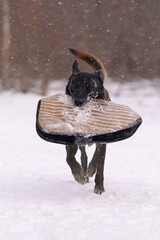 Happy Belgian Shepherd dog Malinois running on a snow holding a soft bite sleeve in its mouth during the protection training time in winter
