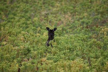 Un kangourou sur Kangaroo Island ou île Kangourou Grande Baie australienne (océan Indien) AUSTRALIE 