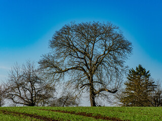 Baumgrundstück mit Obstbäumen im Winter