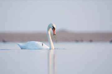 Swan Baltic see