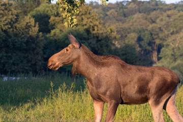 Moose in Kadyny village summer time