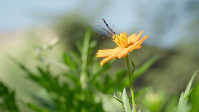 Mariposa sobre una flor de calendula