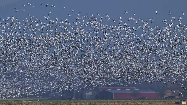 Snow geese flying across rural farmland in large flock filling the sky with mass of large black and white birds