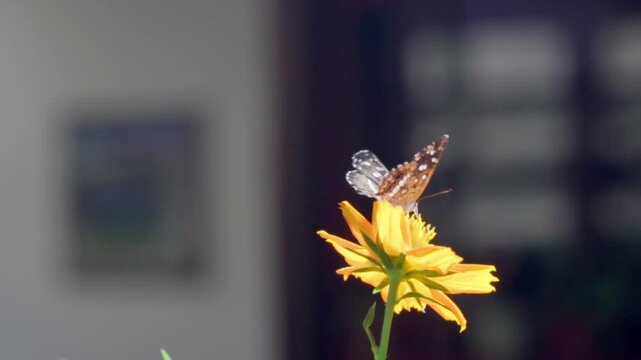 Mariposa sobre una flor de calendula