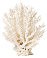 PNG Individual white coral nature sea
