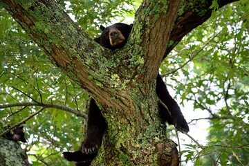 Black bear in tree