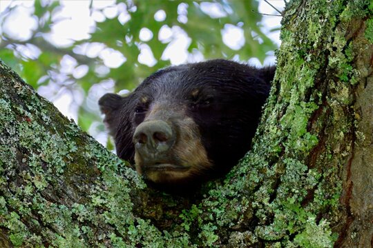 bear in tree
