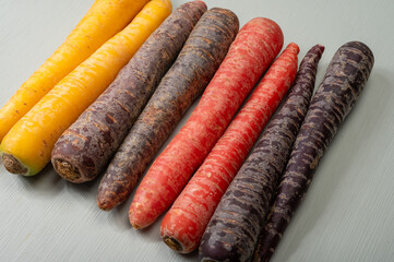 Colorful fresh raw purple, yellow, red and purple-orange carrots roots vegetables from greenhouse in the Netherlands