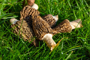 Growing wild spring mushrooms morchellas or true morels edible sac fungi for gourmet cooks, in Catalan and French cuisine, in green grass, harvest on morels in spring