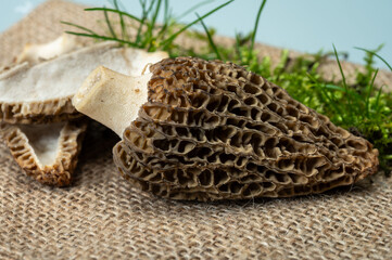 Raw spring mushrooms morchellas or true morels edible sac fungi for gourmet cooks, in Catalan and French cuisine