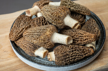 Raw spring mushrooms morchellas or true morels edible sac fungi for gourmet cooks, in Catalan and French cuisine