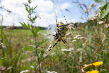 Wasp spider (Argiope bruennichi) on the meadow