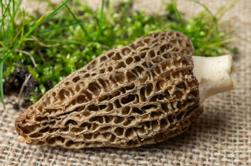 Raw spring mushrooms morchellas or true morels edible sac fungi for gourmet cooks, in Catalan and French cuisine
