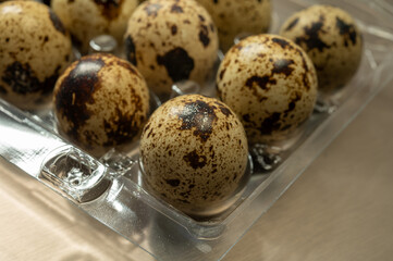 Obraz premium Fresh small spotted partridge or quail bird eggs uncooked in plastic box