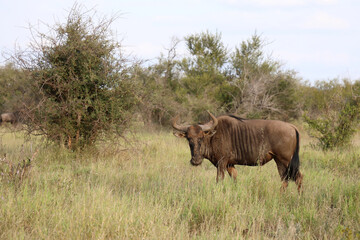 Fototapeta premium Streifengnu / Blue wildebeest / Connochaetes taurinus