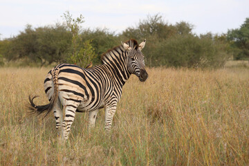 Steppenzebra / Burchell's zebra / Equus quagga burchellii