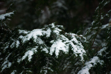 Evergreen branches coated with fresh fallen snow