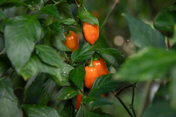 Habanero peppers