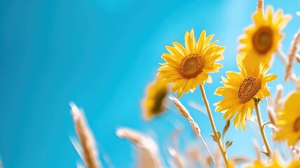 Obraz premium Bright yellow sunflowers against clear blue sky
