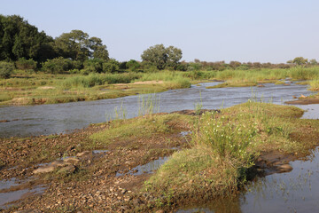 Krüger Park - Afrikanischer Busch - Olifants River/ Kruger Park - African bush - Olifants River/