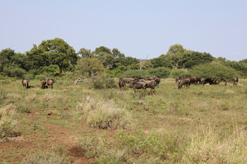 Fototapeta premium Streifengnu / Blue wildebeest / Connochaetes taurinus