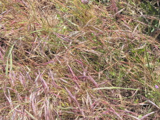 Grass in autumn