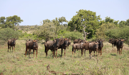 Streifengnu / Blue wildebeest / Connochaetes taurinus