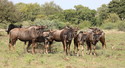 Fototapeta premium Streifengnu / Blue wildebeest / Connochaetes taurinus