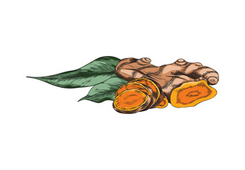 Turmeric root cut slices and leaves vector sketch, hand drawn Curcuma spice, organic seasoning, ginger condiment plant