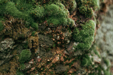 The moss on the tree