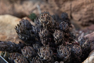 Haworthiopsis reinwardtii-zebra wart