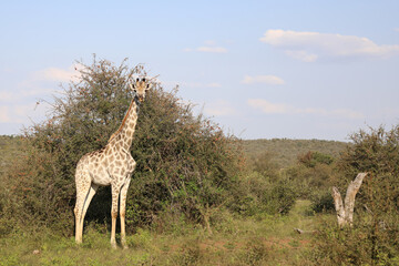 Giraffe / Giraffe / Giraffa camelopardalis