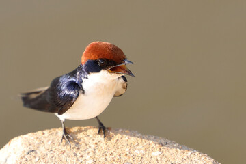 Rotkappenschwalbe / Wire-tailed swallow / Hirundo smithii