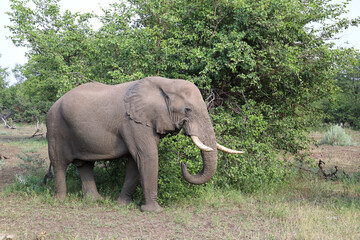 Fototapeta premium Afrikanischer Elefant / African elephant / Loxodonta africana