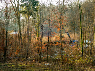 Abtransport von gefällten Baumstämmen im Wald