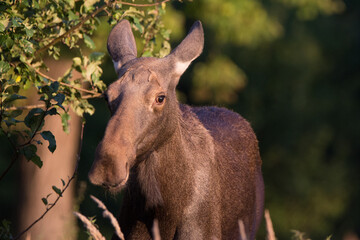 Moose in Kadyny village summer time
