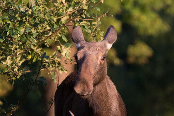 Moose in Kadyny village summer time
