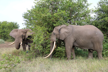 Fototapeta premium Afrikanischer Elefant / African elephant / Loxodonta africana