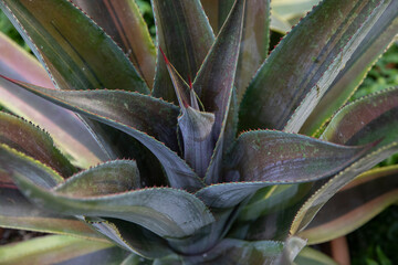 Life on mars agave
