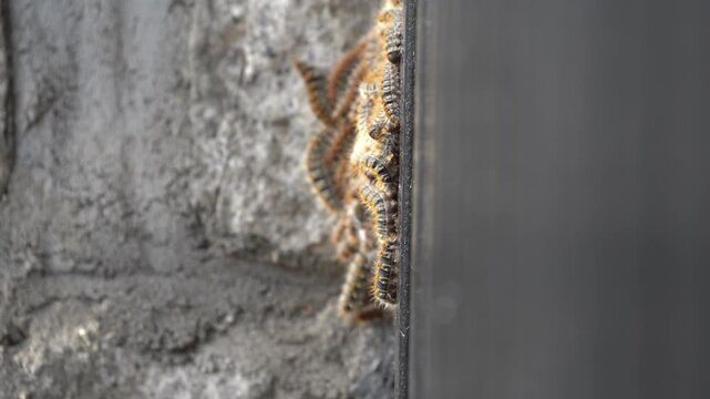 Large Group of Processionary Caterpillars Forming a Cluster
