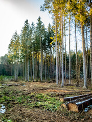 Gefällte und markierte Baumstämme im Wald