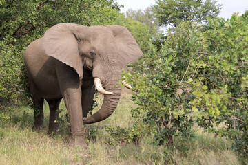 Afrikanischer Elefant / African elephant / Loxodonta africana