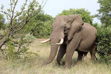 Obraz premium Afrikanischer Elefant / African elephant / Loxodonta africana