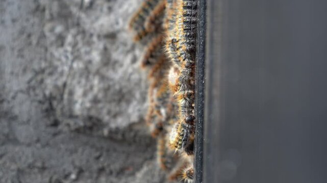 Large Group of Processionary Caterpillars Forming a Cluster